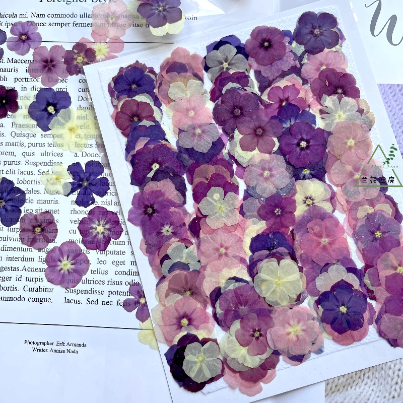 Resin Craft Ideas - 12 pezzi, fiori secchi pressati Phlox