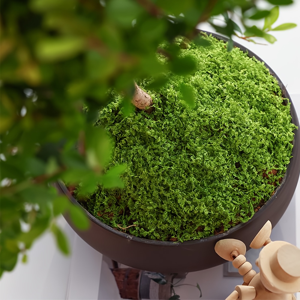 1 confezione di muschio finto  - Terrarium Moss Art recensione e prezzo