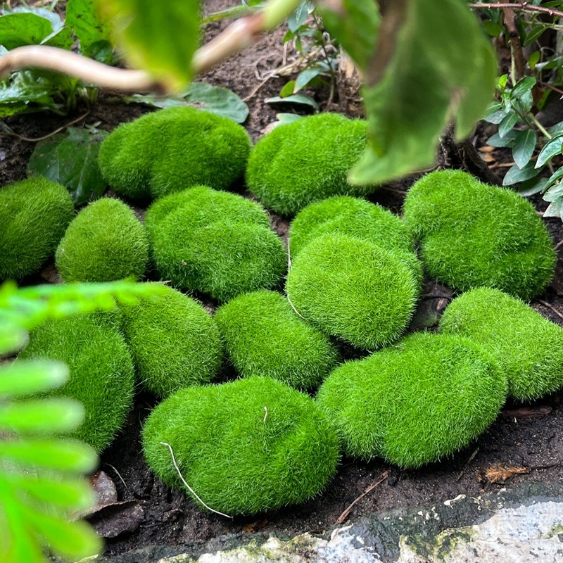 5/30 pz Pietre di Muschio Arti - Terrarium Moss Art recensione e prezzo