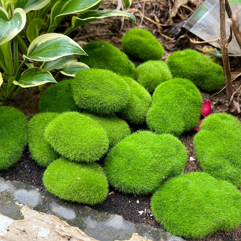 5/30 pz Pietre di Muschio Arti - Terrarium Moss Art recensione e prezzo