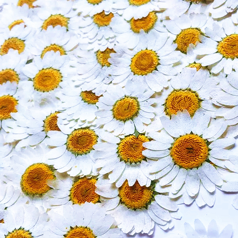 100 Pezzi di Fiori Secchi Natu - Resin Craft Ideas recensione e prezzo