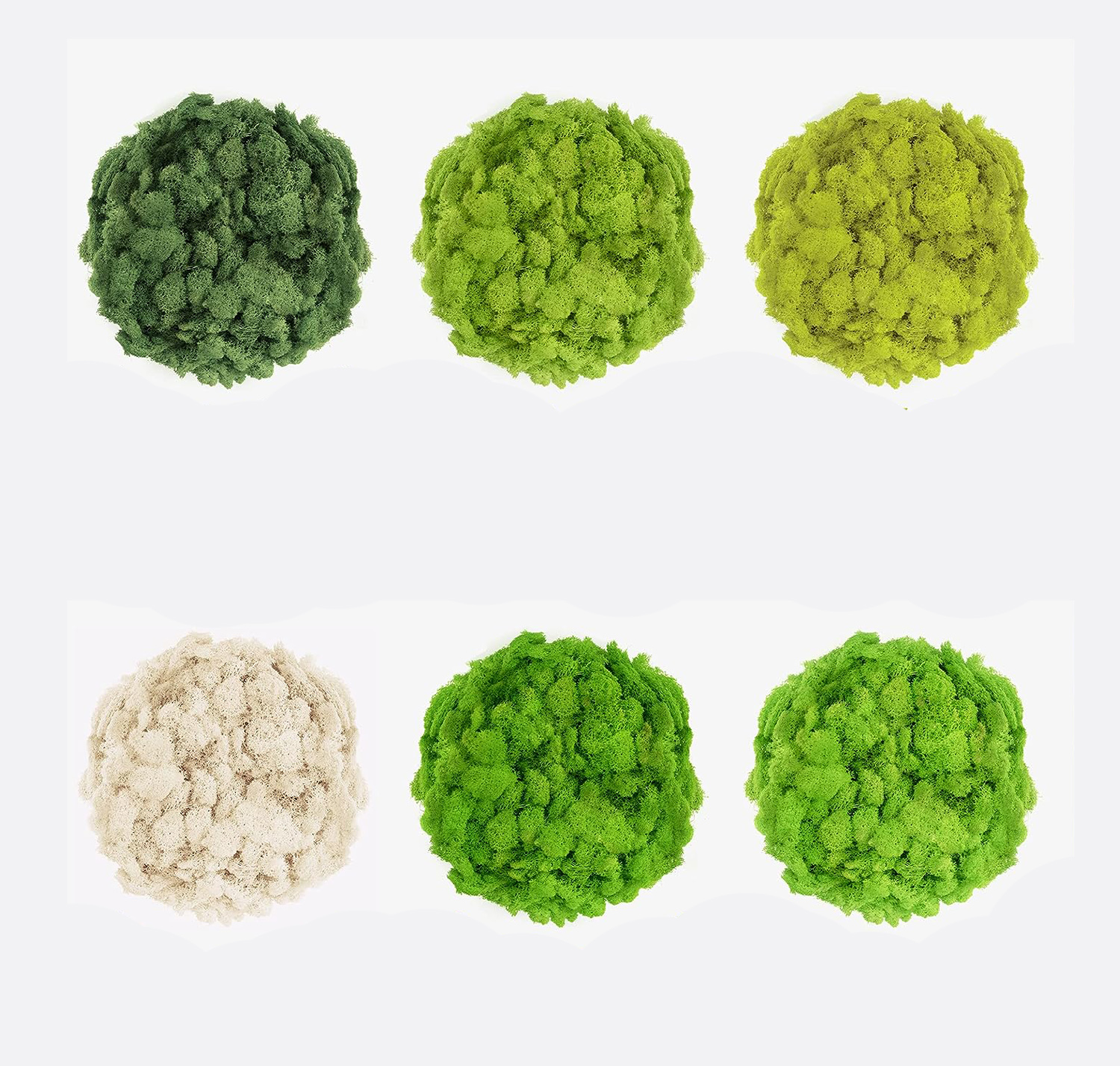 20/40/60g Vita Eterna Muschio  - Terrarium Moss Art recensione e prezzo