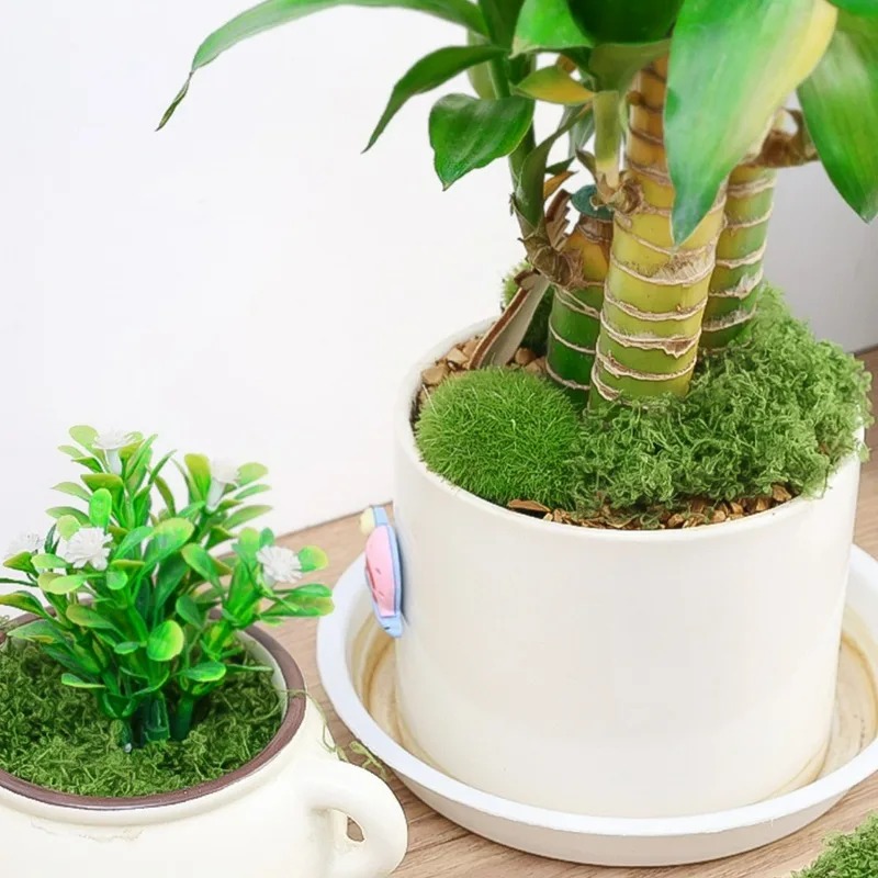 Muschio Artificiale Realistico - Terrarium Moss Art recensione e prezzo