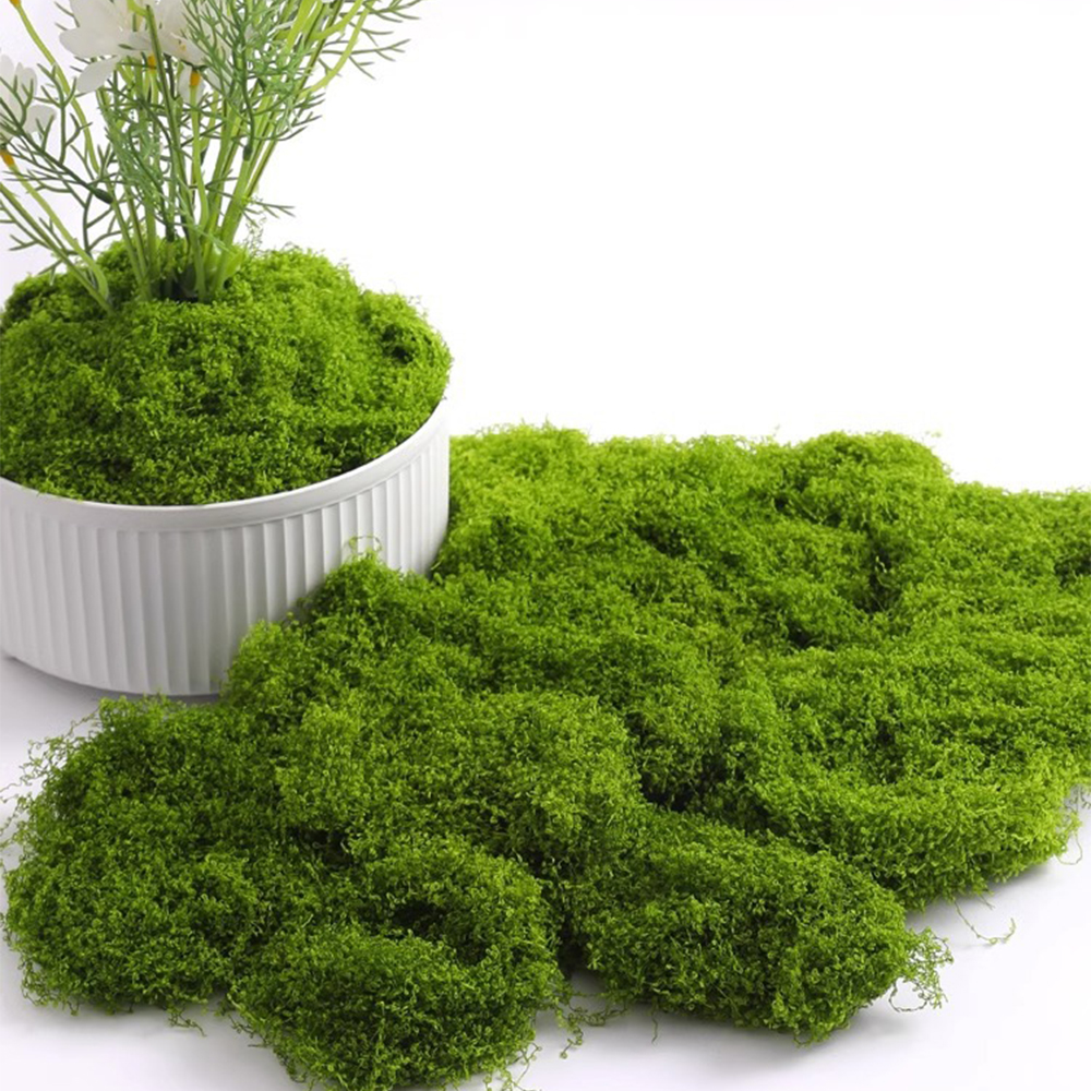 Muschio Eterno 100/200/500g pe - Terrarium Moss Art recensione e prezzo
