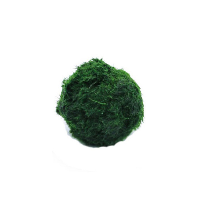 Marimo Moss Balls Live Aquariu - Terrarium Moss Art recensione e prezzo
