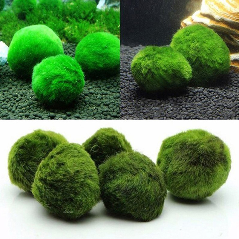 Marimo Moss Balls Live Aquariu - Terrarium Moss Art recensione e prezzo