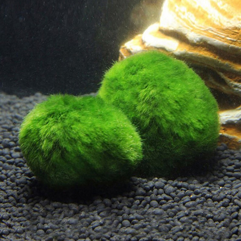 Marimo Moss Balls Live Aquariu - Terrarium Moss Art recensione e prezzo