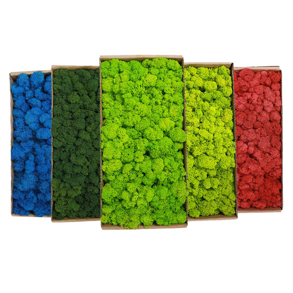 200g Piante verdi artificiali  - Terrarium Moss Art recensione e prezzo