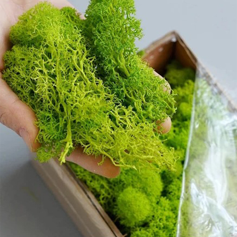 200g Piante verdi artificiali  - Terrarium Moss Art recensione e prezzo