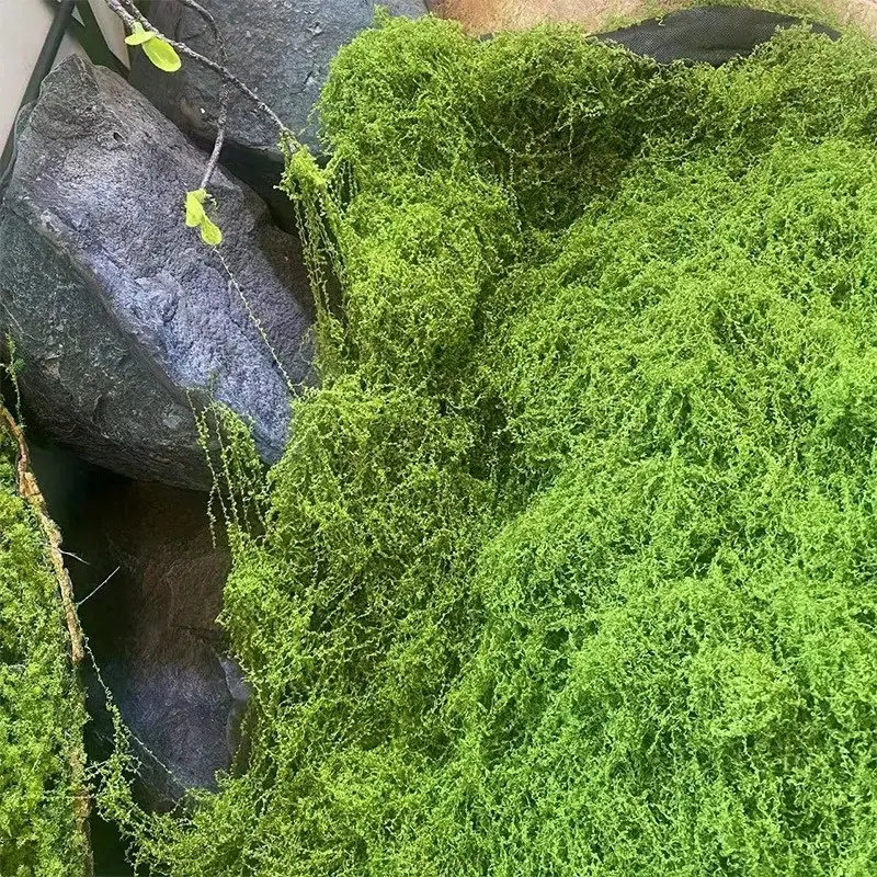 Verde finto muschio artigianat - Terrarium Moss Art recensione e prezzo