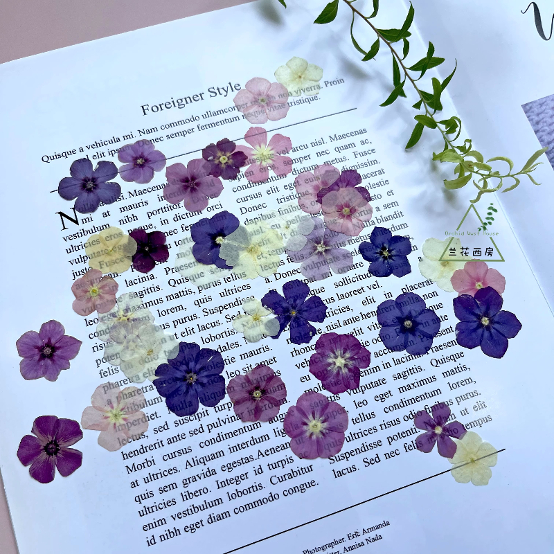 12 pezzi, fiori secchi pressat - Resin Craft Ideas recensione e prezzo